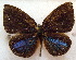  ( - MLIB-1862)  @11 [ ] CreativeCommons - Attribution (2015) Michel Libert Centre for Biodiversity Genomics