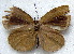  (Cephetola collinsi - MLIB-1864)  @12 [ ] CreativeCommons - Attribution (2015) Michel Libert Centre for Biodiversity Genomics