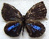  ( - MLIB-1865)  @14 [ ] CreativeCommons - Attribution (2015) Michel Libert Centre for Biodiversity Genomics