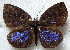  (Cephetola sublustris - MLIB-1868)  @13 [ ] CreativeCommons - Attribution (2015) Michel Libert Centre for Biodiversity Genomics