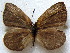  ( - MLIB-1870)  @12 [ ] CreativeCommons - Attribution (2015) Michel Libert Centre for Biodiversity Genomics