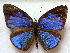  ( - MLIB-1880)  @13 [ ] CreativeCommons - Attribution (2015) Michel Libert Centre for Biodiversity Genomics