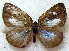  ( - MLIB-1881)  @12 [ ] CreativeCommons - Attribution (2015) Michel Libert Centre for Biodiversity Genomics