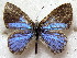 ( - MLIB-1887)  @13 [ ] CreativeCommons - Attribution (2015) Michel Libert Centre for Biodiversity Genomics