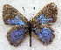  ( - MLIB-1888)  @11 [ ] CreativeCommons - Attribution (2015) Michel Libert Centre for Biodiversity Genomics