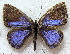  ( - MLIB-1889)  @13 [ ] CreativeCommons - Attribution (2015) Michel Libert Centre for Biodiversity Genomics