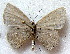  (Cupidesthes mimetica - MLIB-1889)  @13 [ ] CreativeCommons - Attribution (2015) Michel Libert Centre for Biodiversity Genomics
