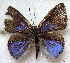  ( - MLIB-1892)  @12 [ ] CreativeCommons - Attribution (2015) Michel Libert Centre for Biodiversity Genomics