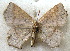  (Aslauga cf. latifurca - MLIB-1901)  @11 [ ] CreativeCommons - Attribution (2016) Michel Libert Centre for Biodiversity Genomics