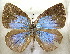  (Geritola goodi - MLIB-1908)  @11 [ ] CreativeCommons - Attribution (2016) Michel Libert Centre for Biodiversity Genomics