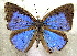  ( - MLIB-1909)  @12 [ ] CreativeCommons - Attribution (2016) Michel Libert Centre for Biodiversity Genomics