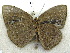  ( - MLIB-1934)  @11 [ ] CreativeCommons - Attribution (2016) Michel Libert Centre for Biodiversity Genomics