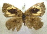 ( - MLIB-1936)  @11 [ ] CreativeCommons - Attribution (2016) Michel Libert Centre for Biodiversity Genomics