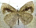  ( - MLIB-1937)  @13 [ ] CreativeCommons - Attribution (2016) Michel Libert Centre for Biodiversity Genomics