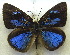  ( - MLIB-1938)  @14 [ ] CreativeCommons - Attribution (2016) Michel Libert Centre for Biodiversity Genomics