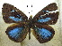  ( - MLIB-1940)  @14 [ ] CreativeCommons - Attribution (2016) Michel Libert Centre for Biodiversity Genomics