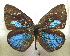  ( - MLIB-1941)  @12 [ ] CreativeCommons - Attribution (2016) Michel Libert Centre for Biodiversity Genomics