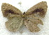  ( - MLIB-1952)  @12 [ ] CreativeCommons - Attribution (2016) Michel Libert Centre for Biodiversity Genomics