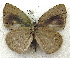  ( - MLIB-1953)  @12 [ ] CreativeCommons - Attribution (2016) Michel Libert Centre for Biodiversity Genomics