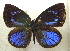  ( - MLIB-1958)  @14 [ ] CreativeCommons - Attribution (2016) Michel Libert Centre for Biodiversity Genomics