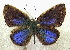 ( - MLIB-1959)  @13 [ ] CreativeCommons - Attribution (2016) Michel Libert Centre for Biodiversity Genomics