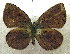  ( - MLIB-1960)  @13 [ ] CreativeCommons - Attribution (2016) Michel Libert Centre for Biodiversity Genomics