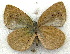  ( - MLIB-1960)  @13 [ ] CreativeCommons - Attribution (2016) Michel Libert Centre for Biodiversity Genomics