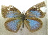  ( - MLIB-1973)  @12 [ ] CreativeCommons - Attribution (2016) Michel Libert Centre for Biodiversity Genomics