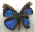  ( - MLIB-1975)  @12 [ ] CreativeCommons - Attribution (2016) Michel Libert Centre for Biodiversity Genomics