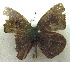  (Stempfferia michelae centralis - MLIB-1975)  @13 [ ] CreativeCommons - Attribution (2016) Michel Libert Centre for Biodiversity Genomics