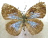  ( - MLIB-1978)  @12 [ ] CreativeCommons - Attribution (2016) Michel Libert Centre for Biodiversity Genomics