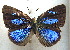  ( - MLIB-1987)  @14 [ ] CreativeCommons - Attribution (2016) Michel Libert Centre for Biodiversity Genomics
