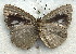  ( - MLIB-1987)  @13 [ ] CreativeCommons - Attribution (2016) Michel Libert Centre for Biodiversity Genomics