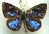  ( - MLIB-1988)  @14 [ ] CreativeCommons - Attribution (2016) Michel Libert Centre for Biodiversity Genomics