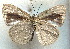  ( - MLIB-1988)  @14 [ ] CreativeCommons - Attribution (2016) Michel Libert Centre for Biodiversity Genomics