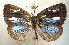  ( - MLIB-1989)  @12 [ ] CreativeCommons - Attribution (2016) Michel Libert Centre for Biodiversity Genomics