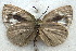 ( - MLIB-1989)  @12 [ ] CreativeCommons - Attribution (2016) Michel Libert Centre for Biodiversity Genomics