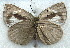  ( - MLIB-1990)  @12 [ ] CreativeCommons - Attribution (2016) Michel Libert Centre for Biodiversity Genomics