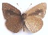  ( - MLIB-1993)  @11 [ ] CreativeCommons - Attribution (2016) Michel Libert Centre for Biodiversity Genomics