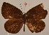  ( - MLIB-2003)  @13 [ ] CreativeCommons - Attribution Non-Commercial Share-Alike (2017) Michel Libert Centre for Biodiversity Genomics