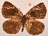  (Cephetola pinodes - MLIB-2014)  @12 [ ] CreativeCommons - Attribution Non-Commercial Share-Alike (2017) Michel Libert Centre for Biodiversity Genomics