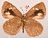  (Cephetola cephenoides - MLIB-2021)  @14 [ ] CreativeCommons - Attribution Non-Commercial Share-Alike (2017) Michel Libert Centre for Biodiversity Genomics