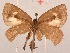  (Cephetola peteri - MLIB-2028)  @12 [ ] CreativeCommons - Attribution Non-Commercial Share-Alike (2017) Michel Libert Centre for Biodiversity Genomics