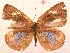  ( - MLIB-2037)  @11 [ ] CreativeCommons - Attribution Non-Commercial Share-Alike (2017) Michel Libert Centre for Biodiversity Genomics