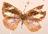  ( - MLIB-2038)  @12 [ ] CreativeCommons - Attribution Non-Commercial Share-Alike (2017) Michel Libert Centre for Biodiversity Genomics