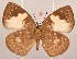  ( - MLIB-2064)  @11 [ ] CreativeCommons - Attribution Non-Commercial Share-Alike (2017) Michel Libert Centre for Biodiversity Genomics