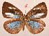  ( - MLIB-2084)  @13 [ ] CreativeCommons - Attribution Non-Commercial Share-Alike (2017) Michel Libert Centre for Biodiversity Genomics