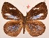  ( - MLIB-2091)  @13 [ ] CreativeCommons - Attribution Non-Commercial Share-Alike (2017) Michel Libert Centre for Biodiversity Genomics