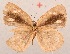  ( - MLIB-2092)  @12 [ ] CreativeCommons - Attribution Non-Commercial Share-Alike (2017) Michel Libert Centre for Biodiversity Genomics