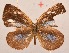  ( - MLIB-2093)  @13 [ ] CreativeCommons - Attribution Non-Commercial Share-Alike (2017) Michel Libert Centre for Biodiversity Genomics